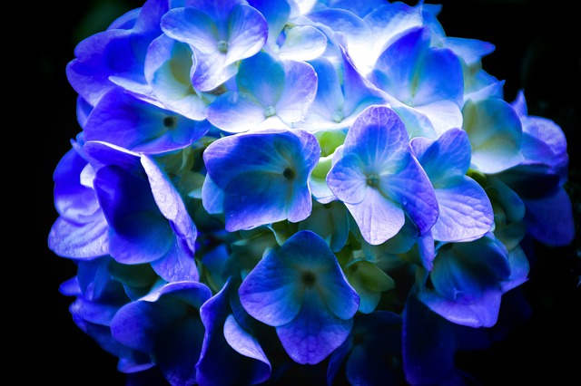 Hortenzia s modrými kvetmi.jpg